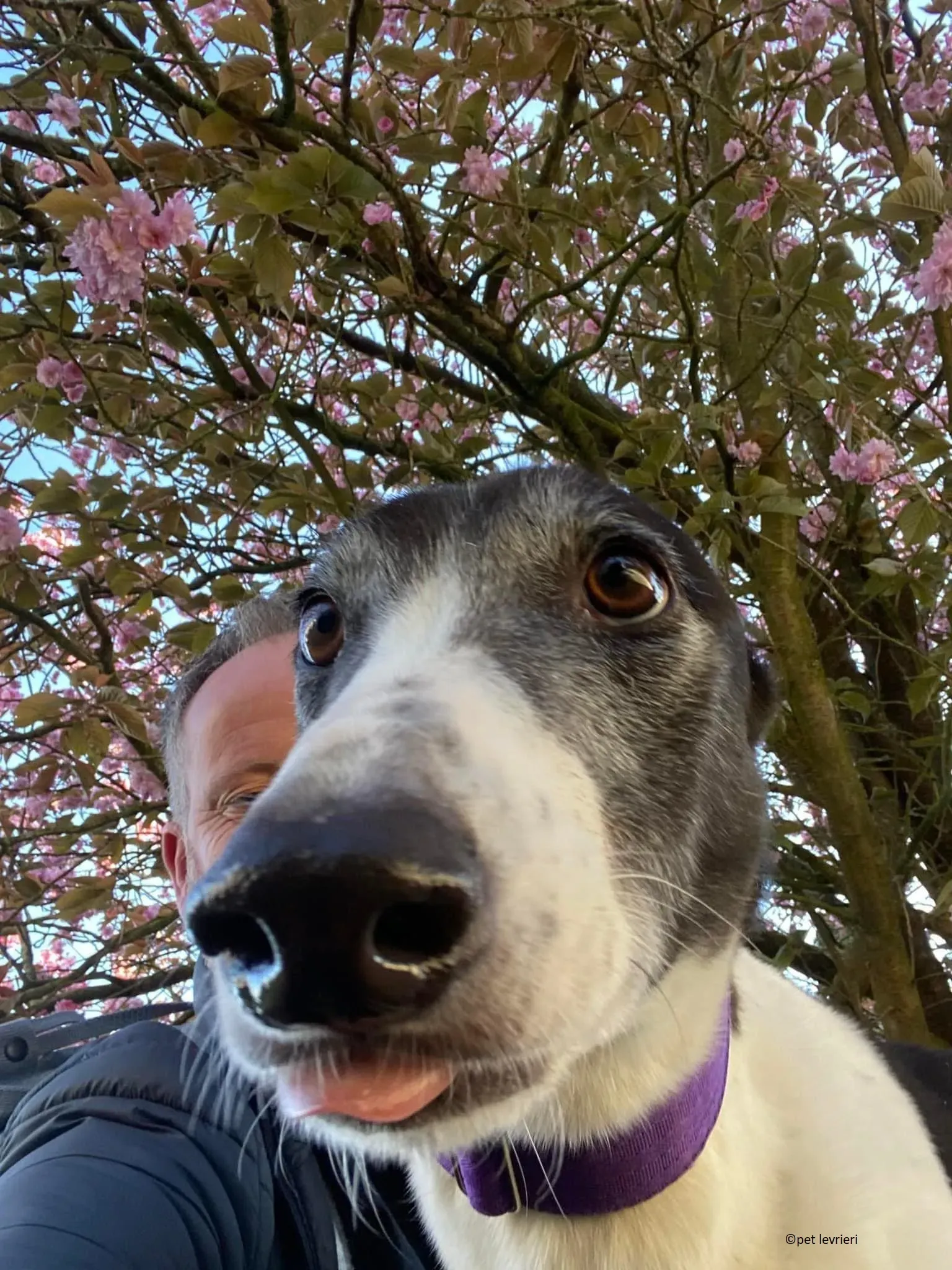 Jojo adozione levriero greyhound5 1