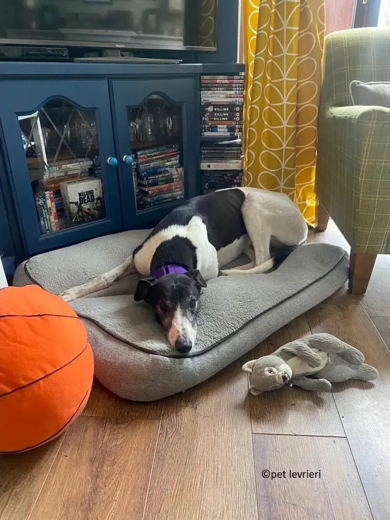 Jojo adozione levriero greyhound5