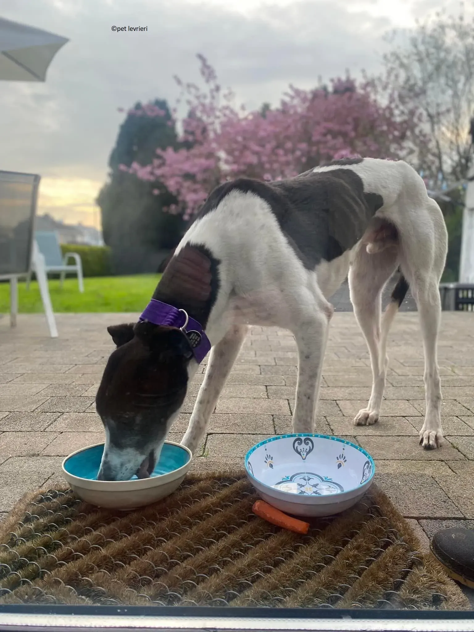 Jojo adozione levriero greyhound6 1