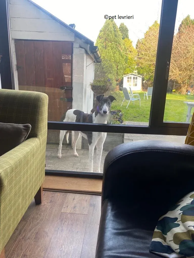 Jojo adozione levriero greyhound6