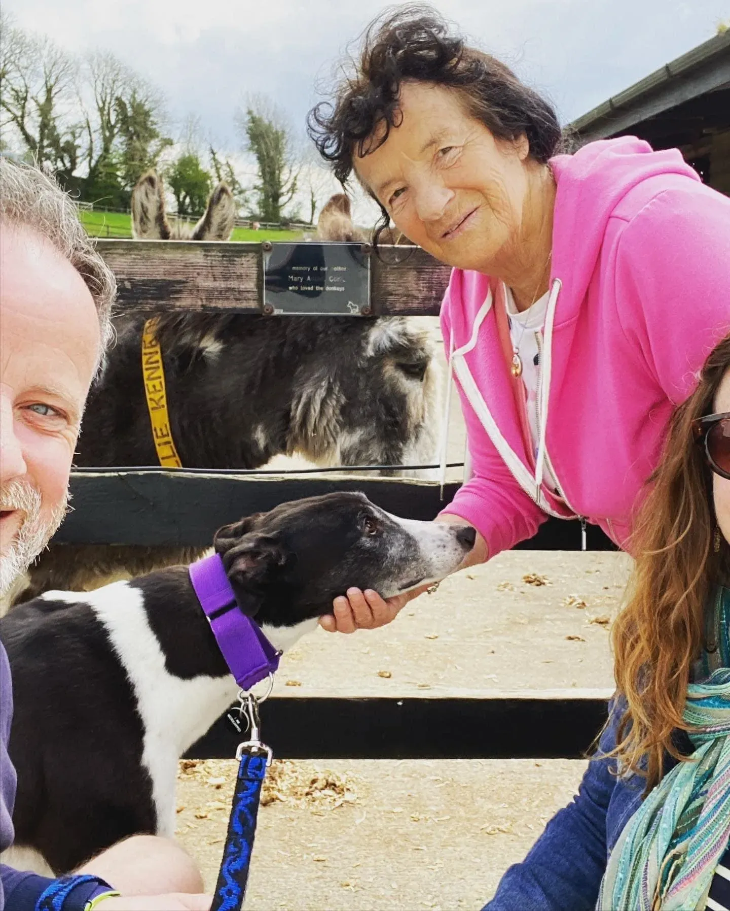 Jojo adozione levriero greyhound7 1