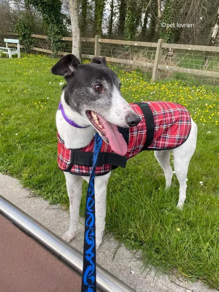 Jojo adozione levriero greyhound7