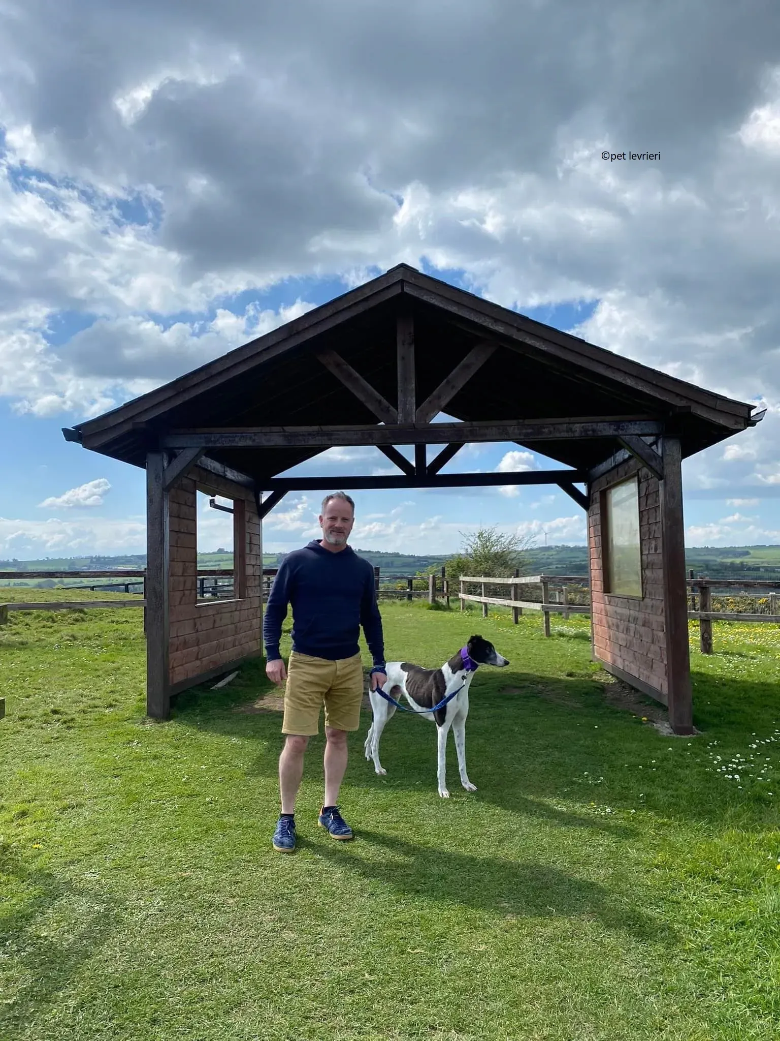 Jojo adozione levriero greyhound8 1