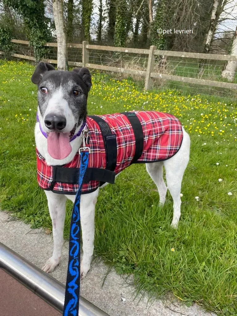 Jojo adozione levriero greyhound8