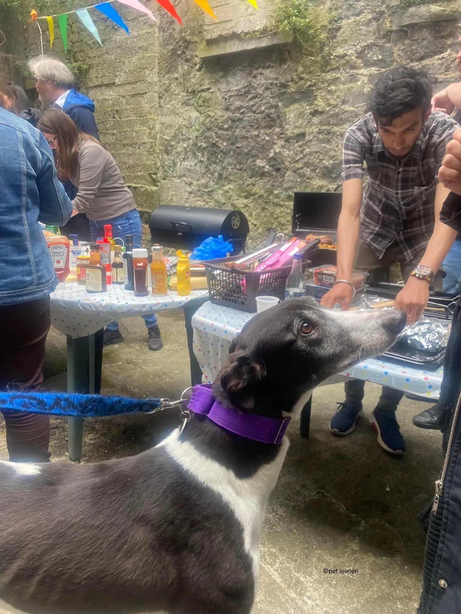 Jojo adozione levriero greyhound9 1