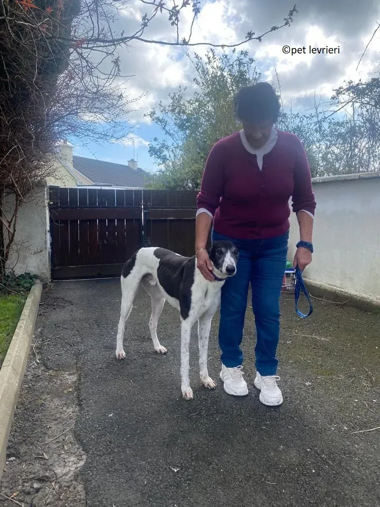 Jojo adozione levriero greyhound9