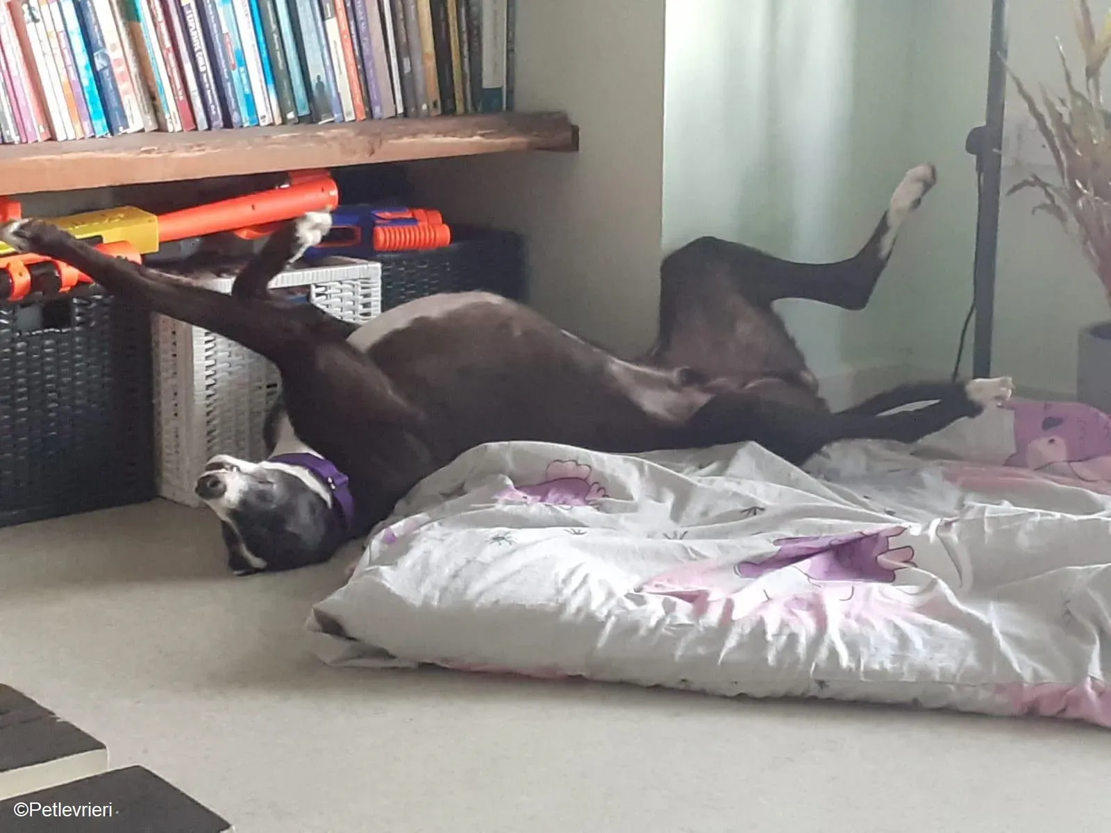 Joker adozione levrieri greyhound 1