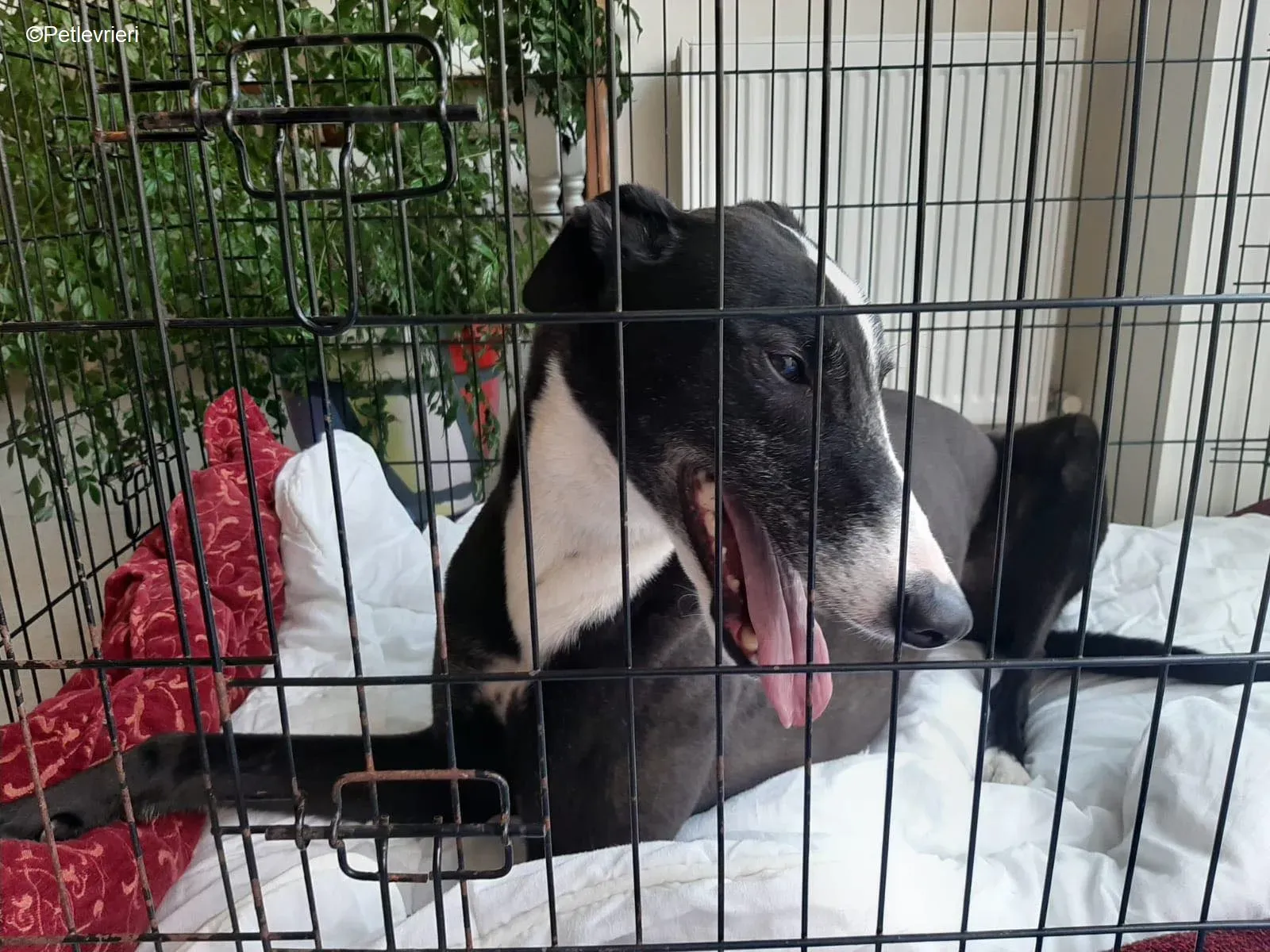 Joker adozione levrieri greyhound 2