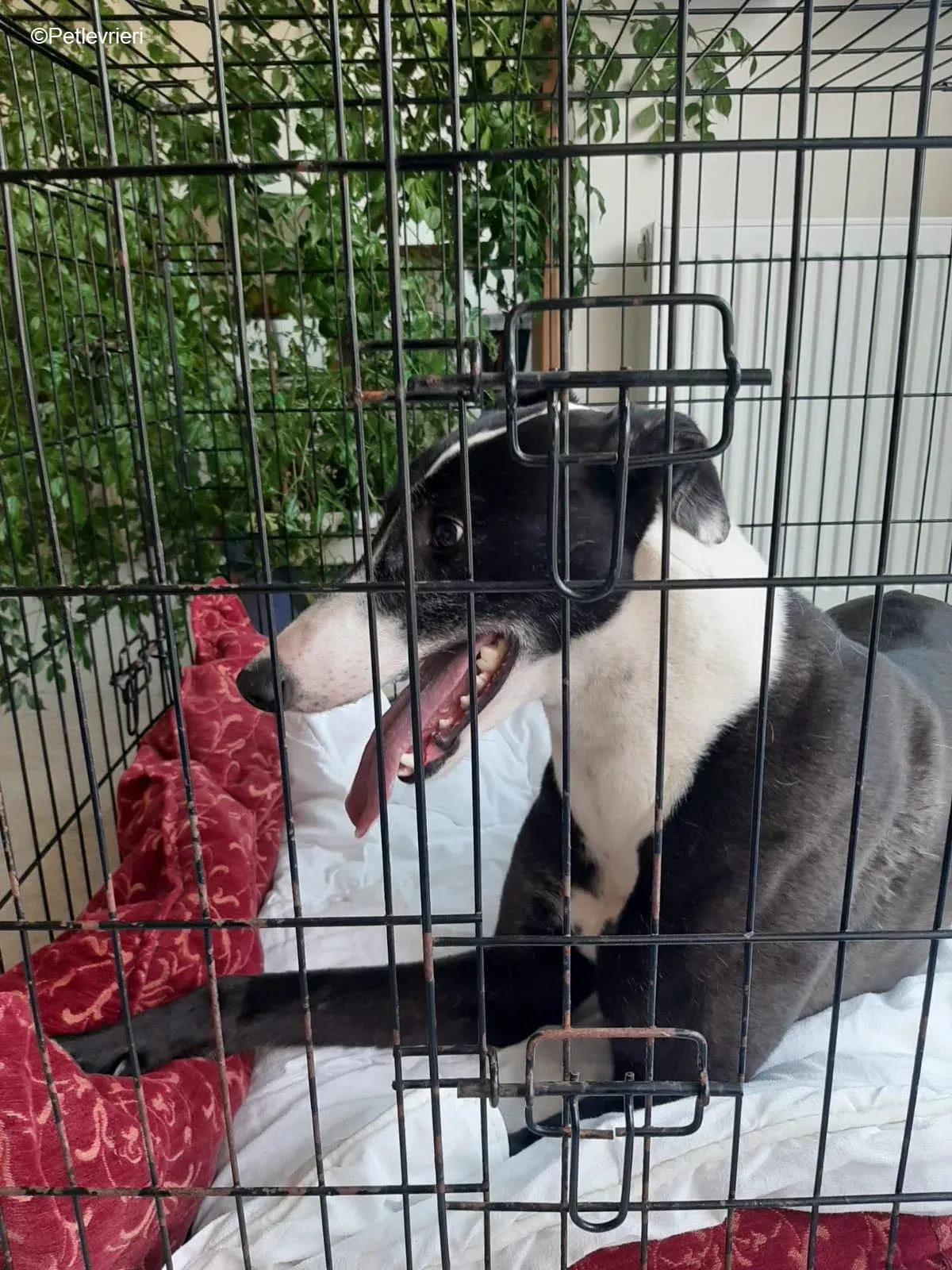 Joker adozione levrieri greyhound 3