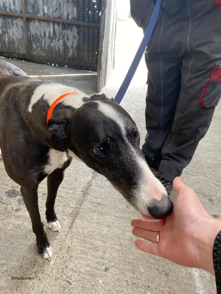 Joker greyhound adozione levrieri black 1
