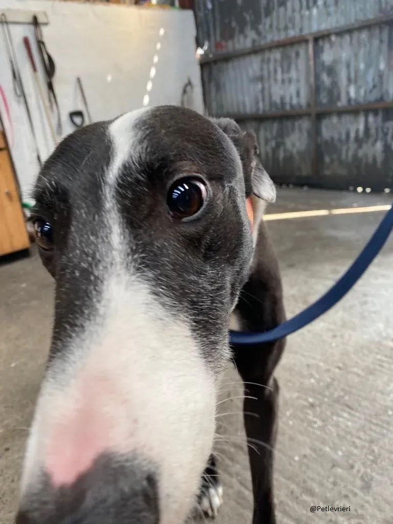 Joker greyhound adozione levrieri black 2
