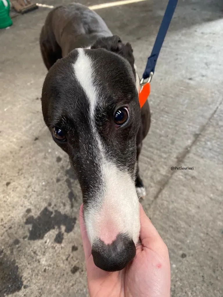 Joker greyhound adozione levrieri black 3