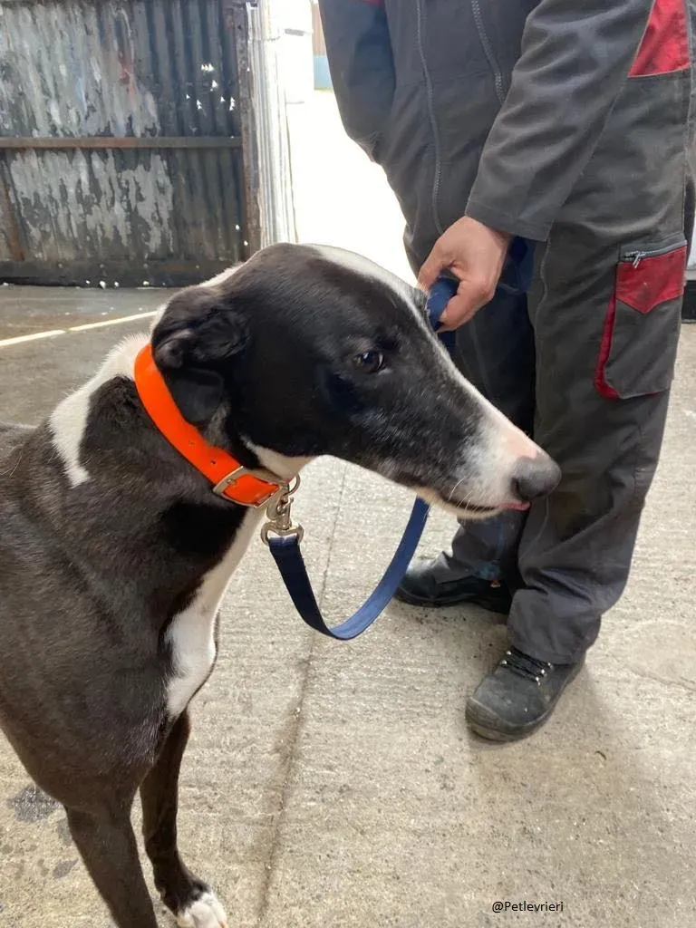 Joker greyhound adozione levrieri black 4