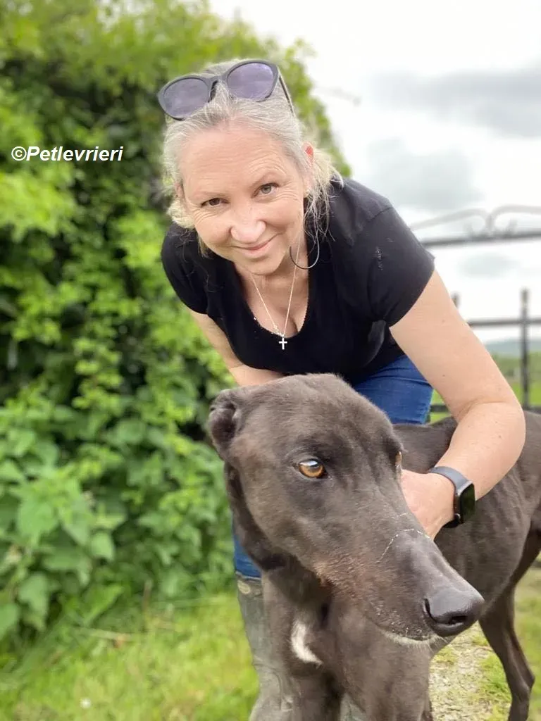 Jorah adozione levrieri greyhound 1