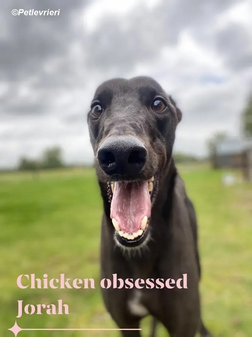 Jorah adozione levrieri greyhound 10