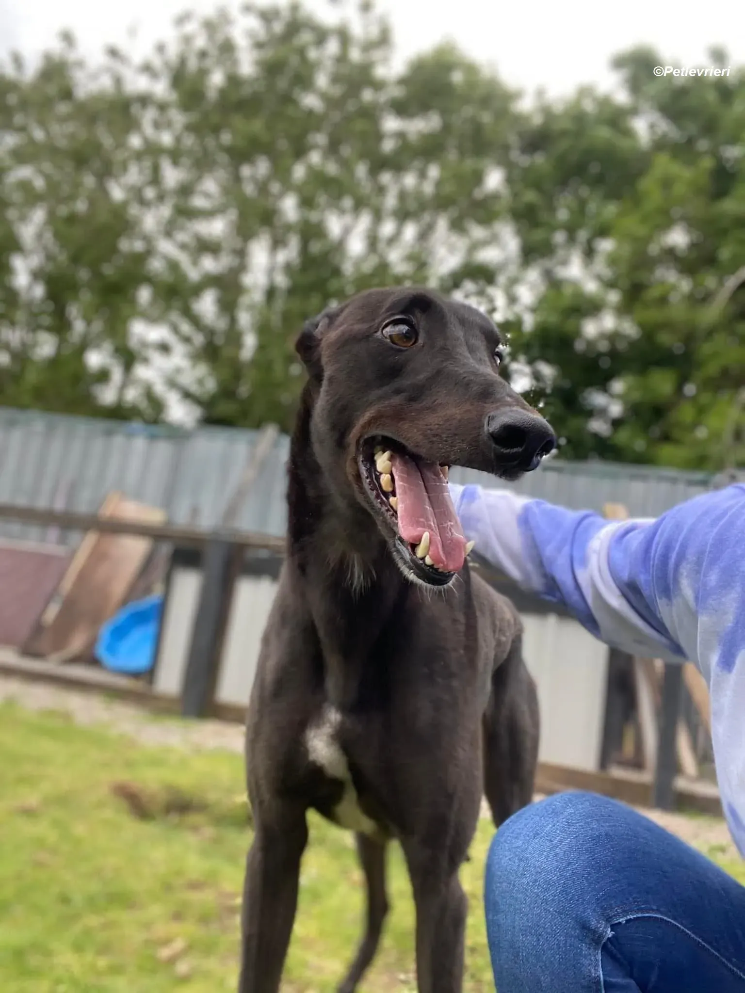 Jorah adozione levrieri greyhound 11