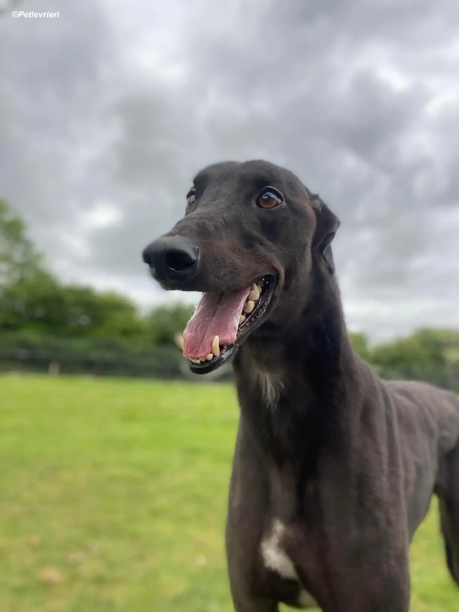 Jorah adozione levrieri greyhound 12