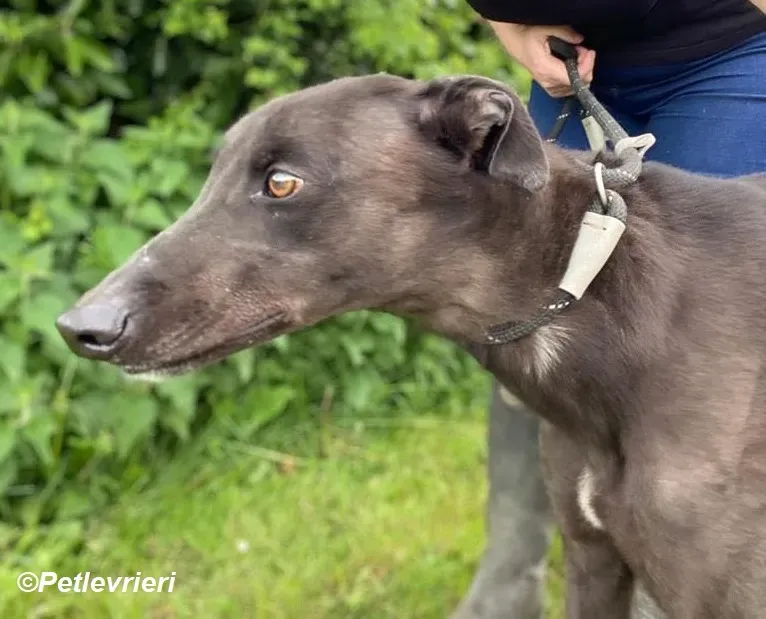 Jorah adozione levrieri greyhound 2