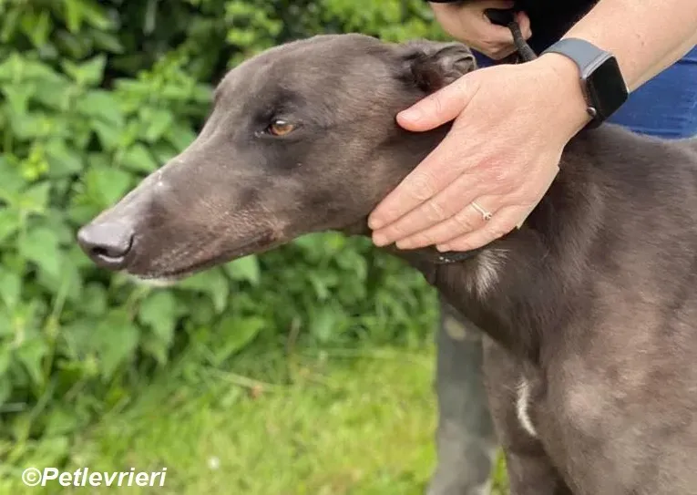 Jorah adozione levrieri greyhound 3