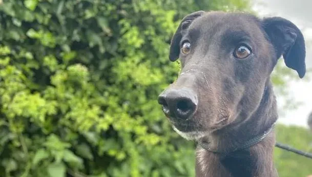 Jorah adozione levrieri greyhound 4 e1653163224376