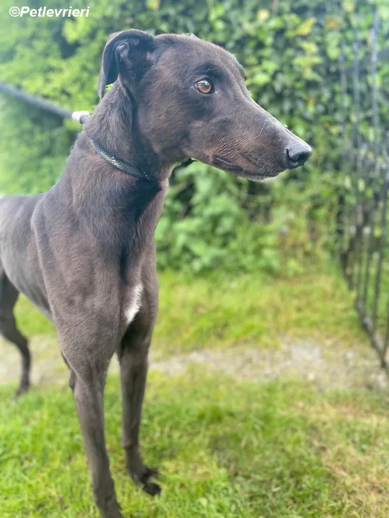 Jorah adozione levrieri greyhound 5