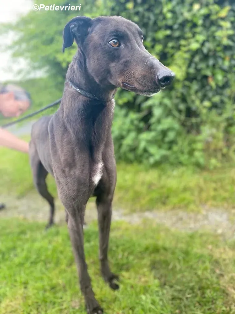 Jorah adozione levrieri greyhound 6