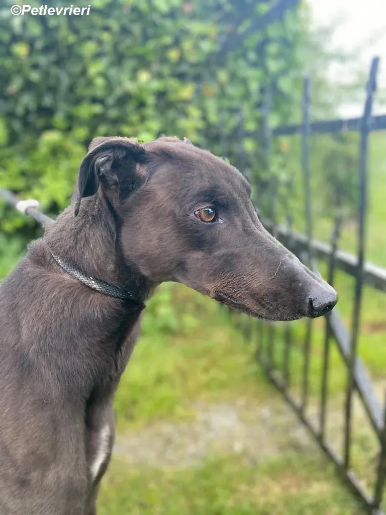 Jorah adozione levrieri greyhound 7