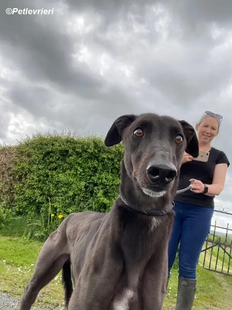 Jorah adozione levrieri greyhound 8