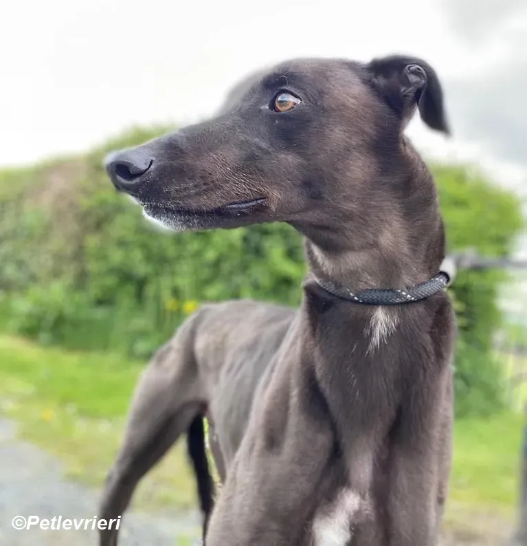Jorah adozione levrieri greyhound 9
