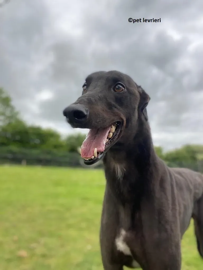 Jorah adozione levriero greyhound1