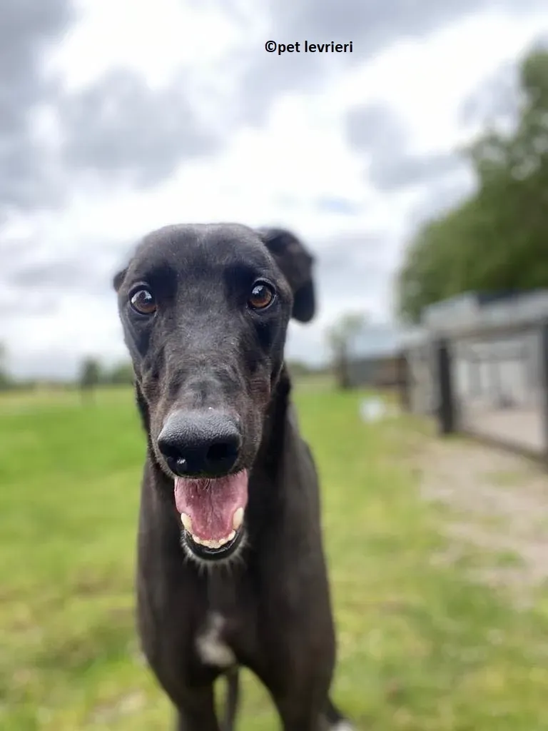 Jorah adozione levriero greyhound10