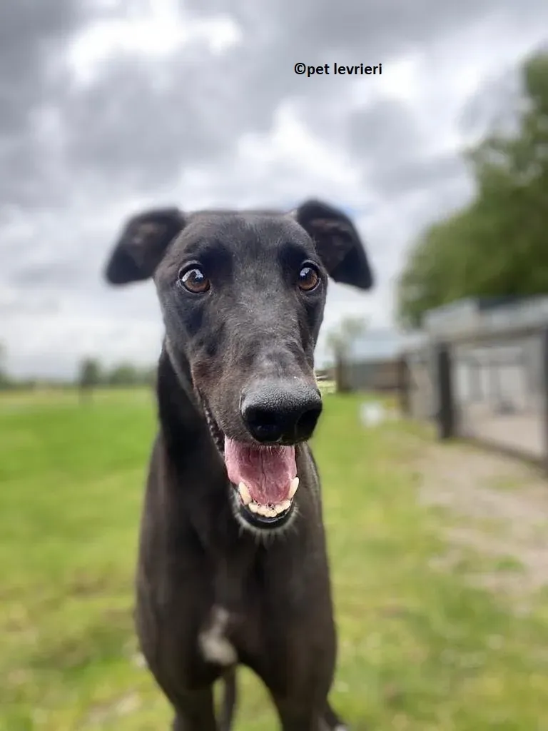 Jorah adozione levriero greyhound11