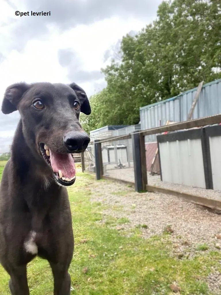 Jorah adozione levriero greyhound12