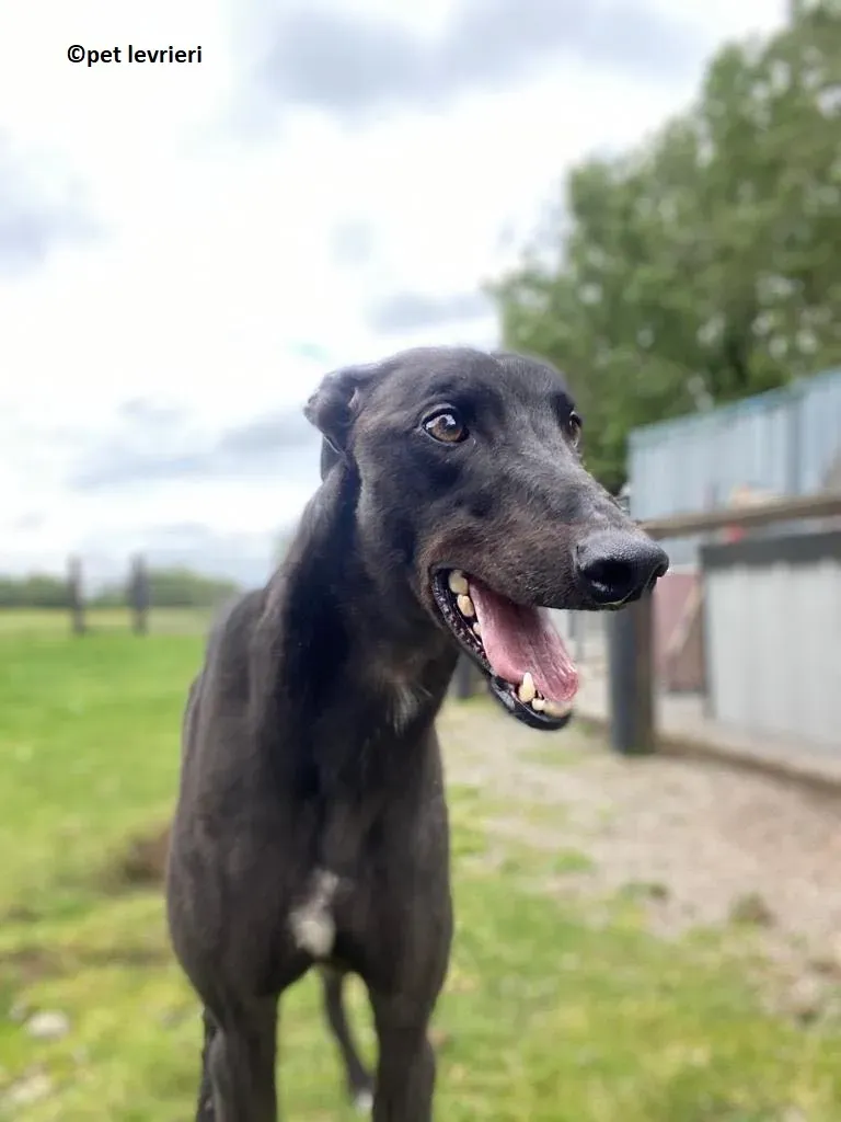 Jorah adozione levriero greyhound13