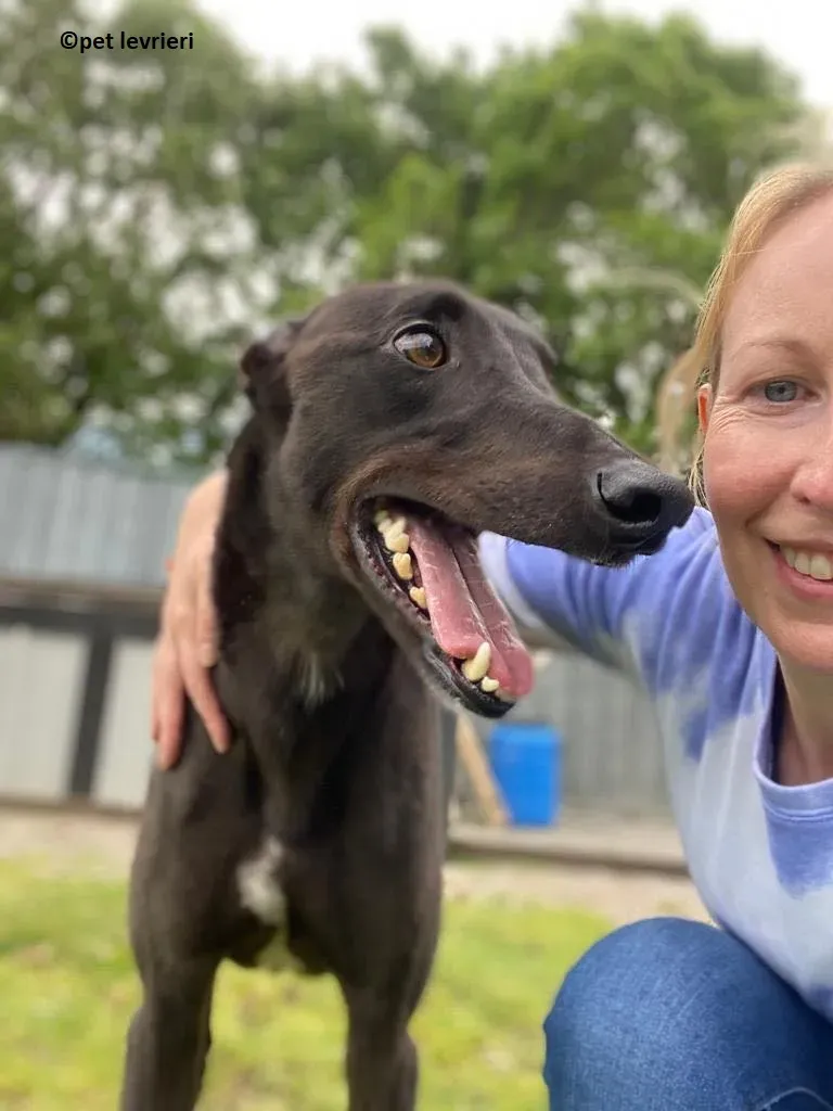Jorah adozione levriero greyhound2