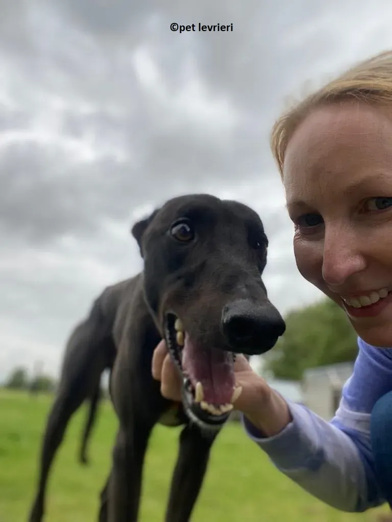 Jorah adozione levriero greyhound4
