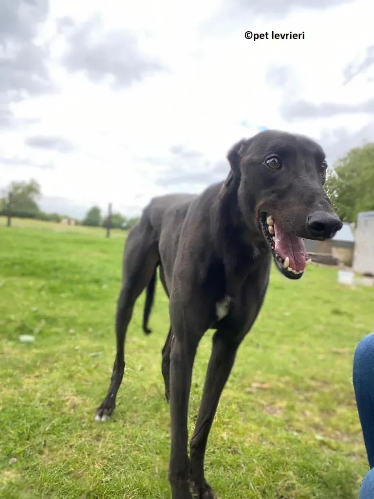 Jorah adozione levriero greyhound5