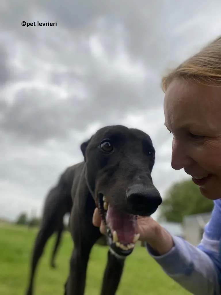 Jorah adozione levriero greyhound6