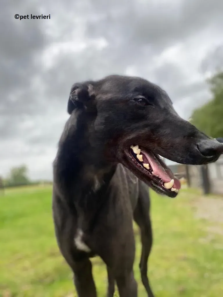 Jorah adozione levriero greyhound7