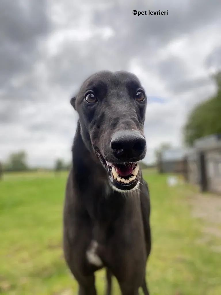 Jorah adozione levriero greyhound8