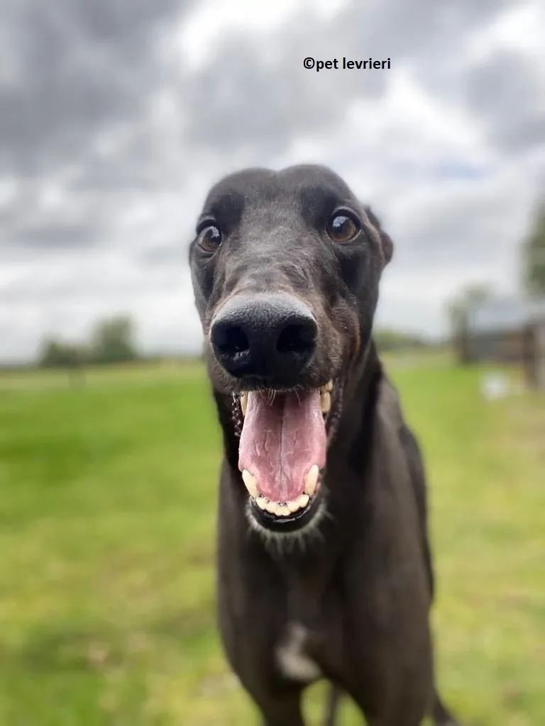 Jorah adozione levriero greyhound9
