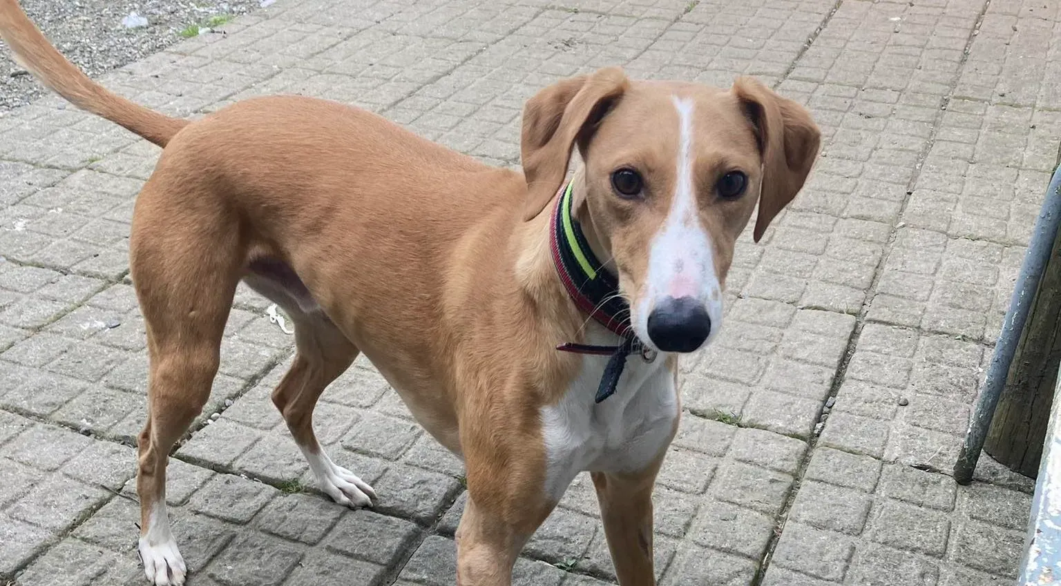 Jose adozione levrieri greyhound 1 e1687634744260