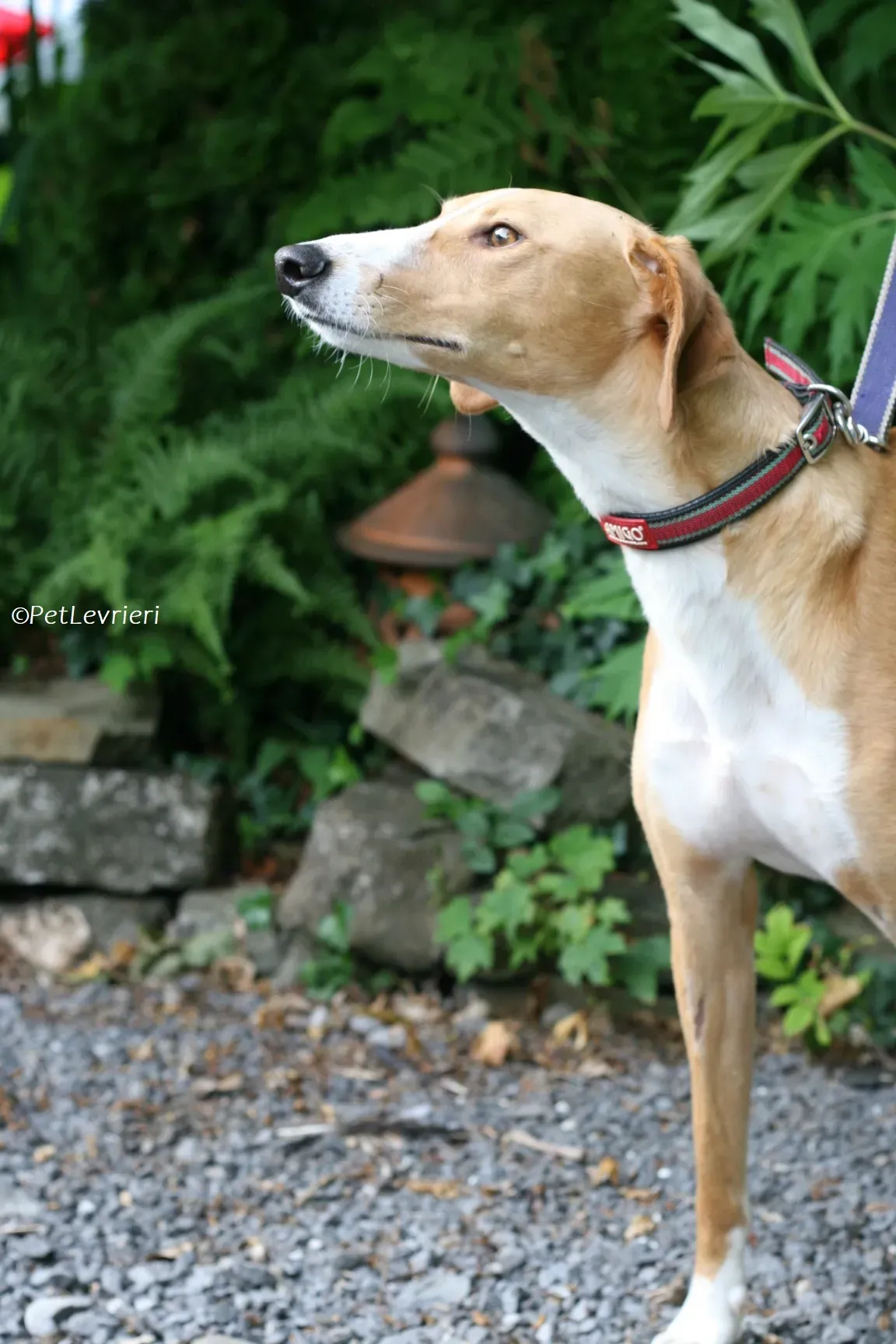 Jose adozione levrieri greyhound 10