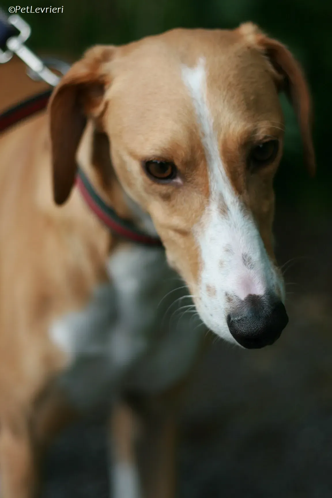 Jose adozione levrieri greyhound 11