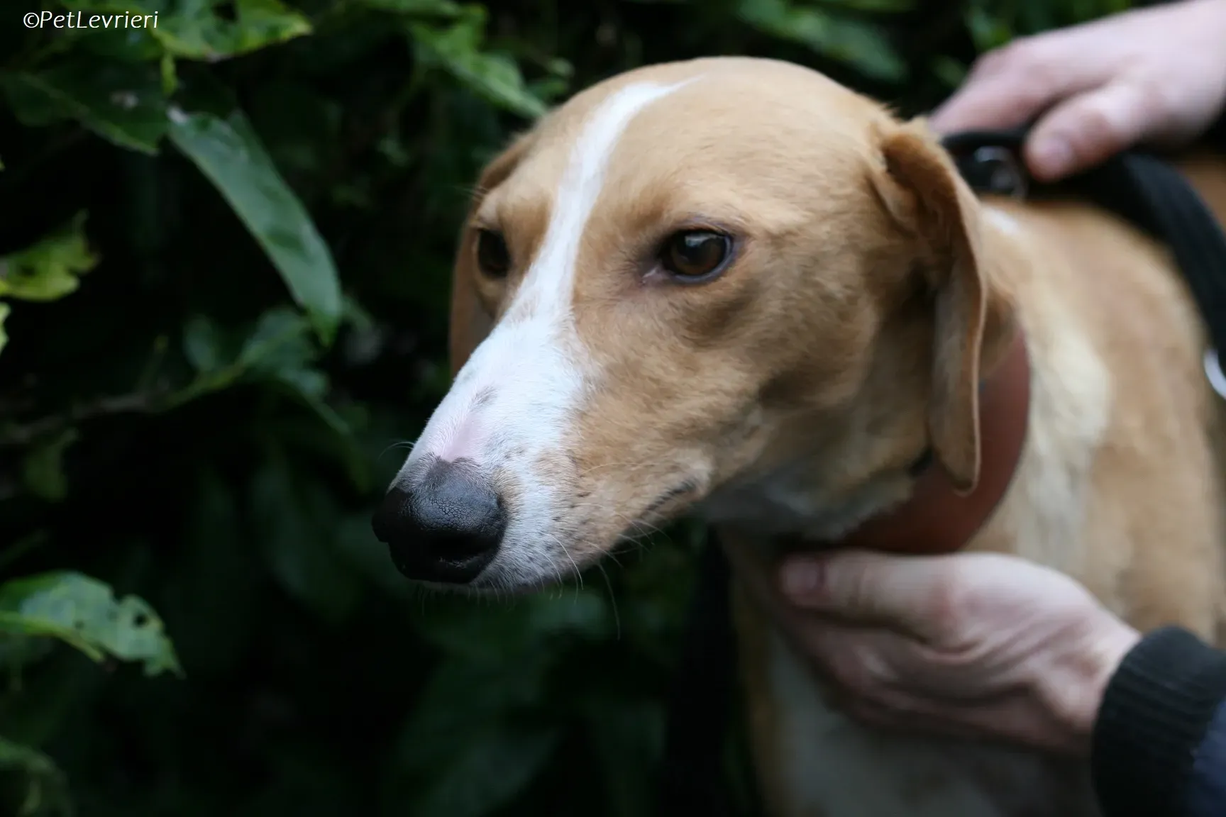 Jose adozione levrieri greyhound 12