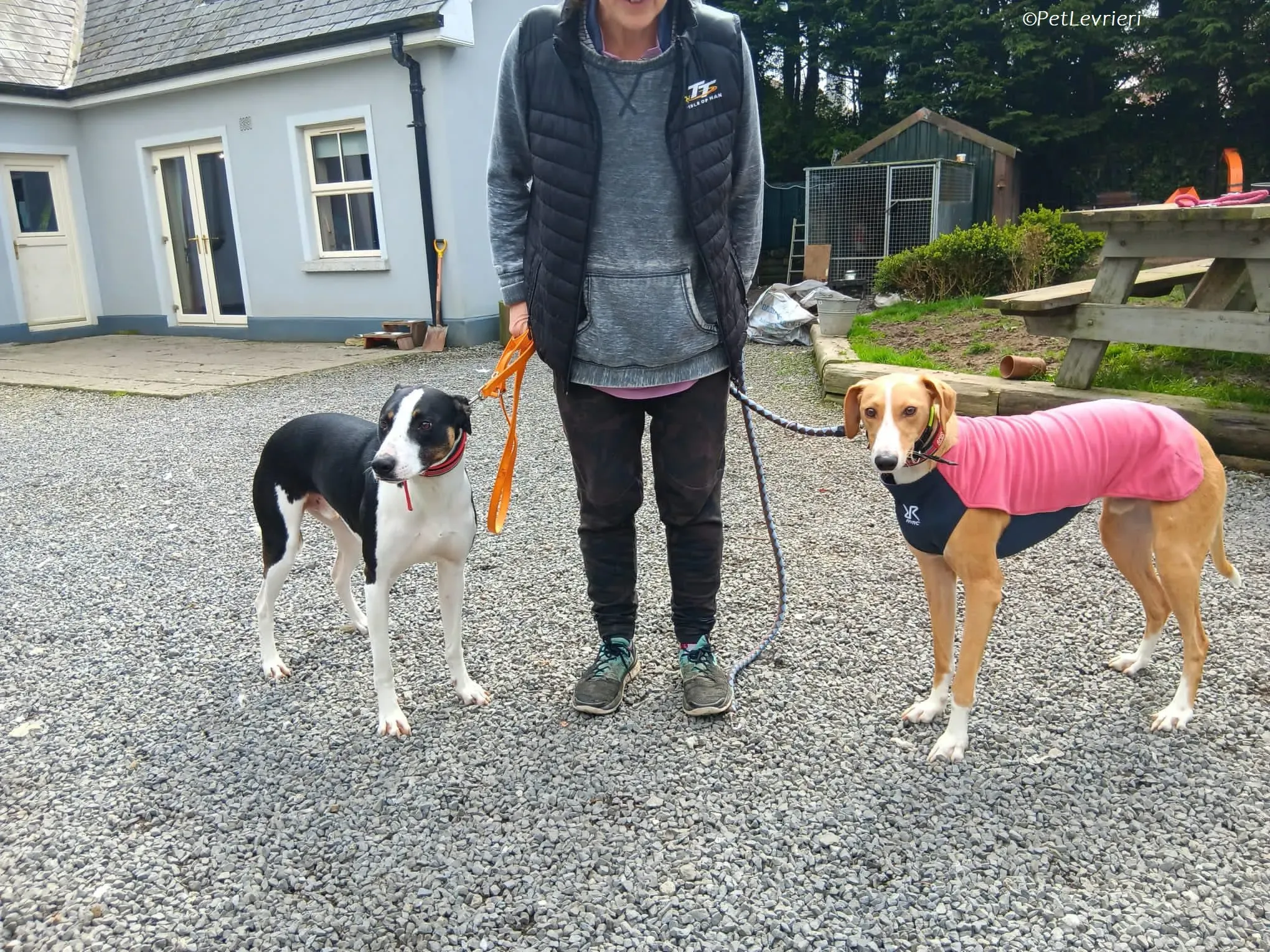 Jose adozione levrieri greyhound 13