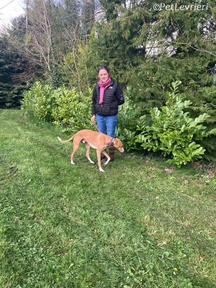 Jose adozione levrieri greyhound 14