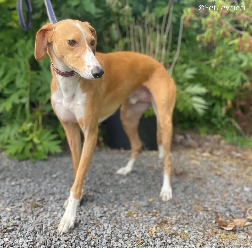 Jose adozione levrieri greyhound 15