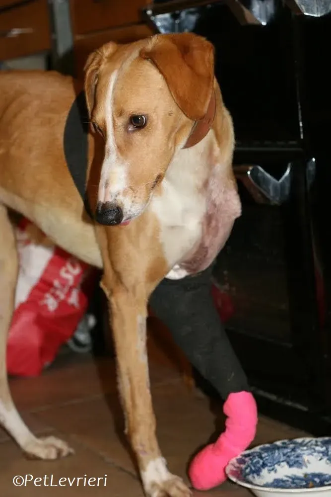 Jose adozione levrieri greyhound 16