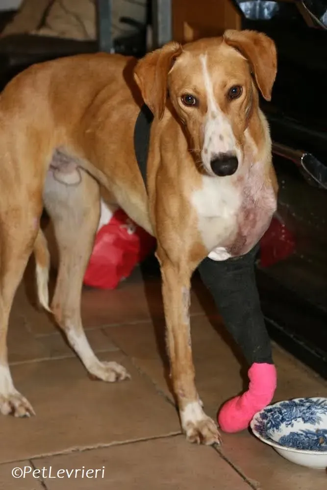 Jose adozione levrieri greyhound 17